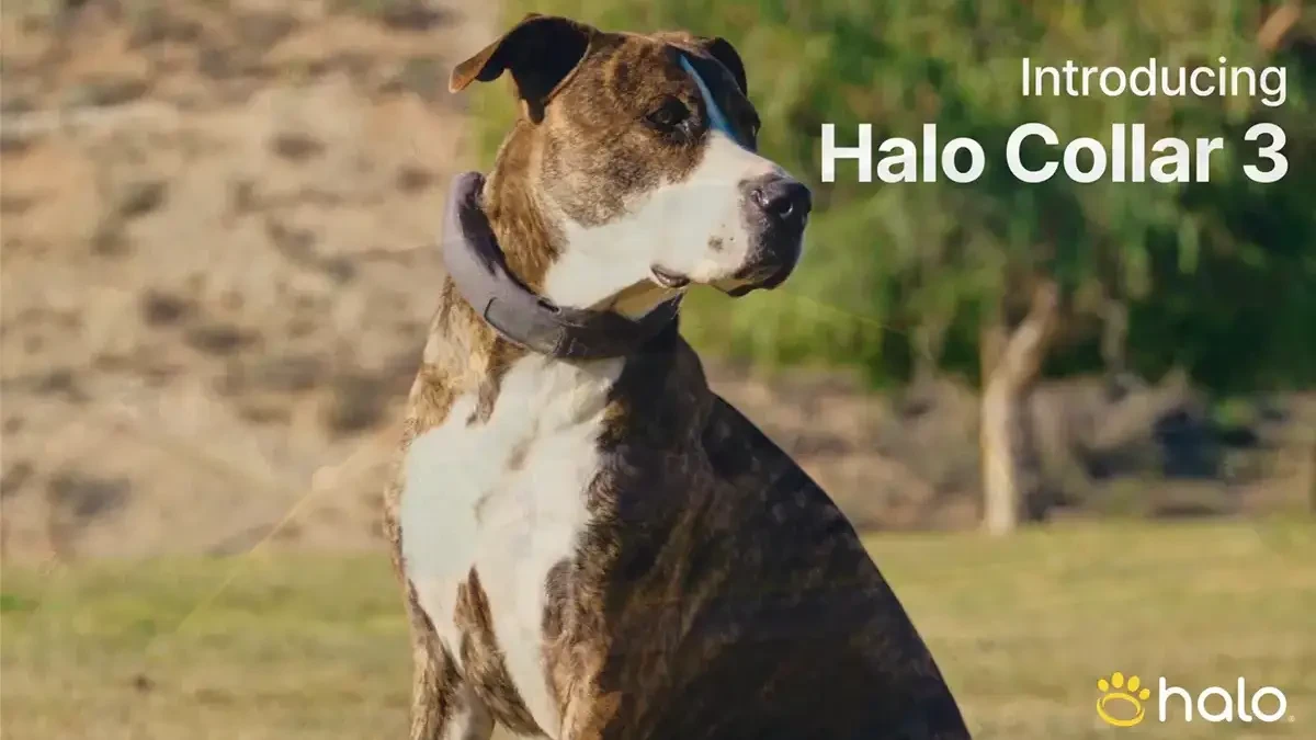 Halo Collar 3 GPS Dog