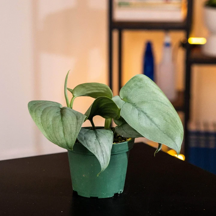 Scindapsus pictus 'Platinum