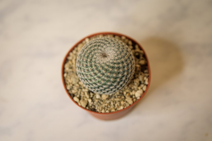 Button Cactus (Epithelantha micromeris)