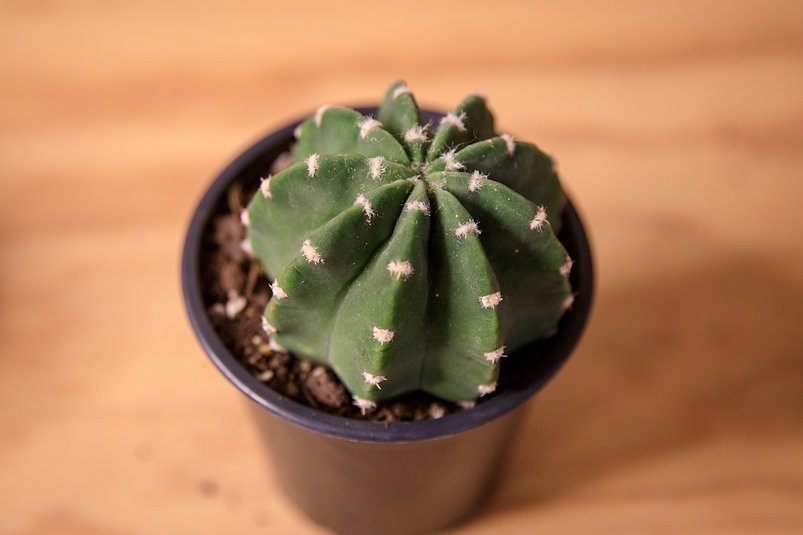 Astrophytum "Sand Dollar" Cactus