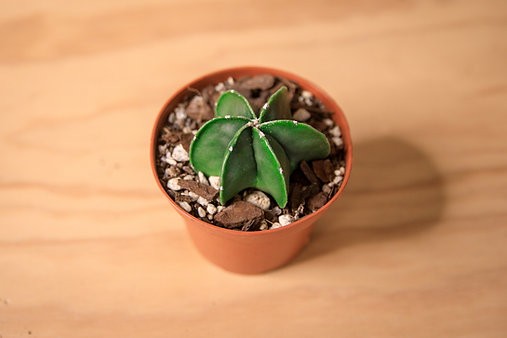 Bishops Cap Cactus "Astrophytum myriostigma"